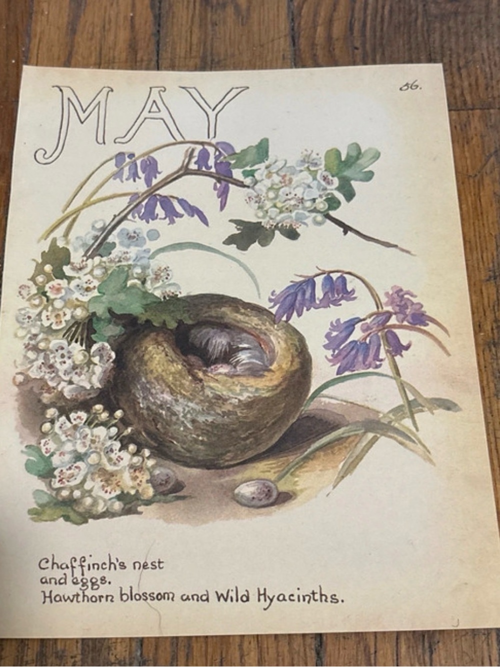 1977 May Floral Illustration Print with Bird's Nest 9x7